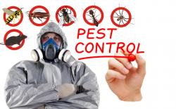 Best pest control and termite control in Gurgaon