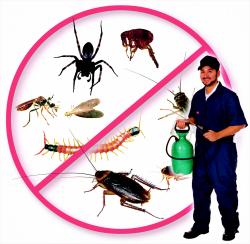 Best company for pest control and termite control in Delhi