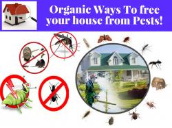 India's leading pest control services in bangalore